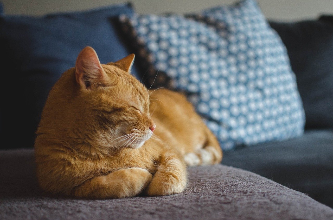 Katzen scheinen es zu wissen: Bewusster Genuss ohne schlechtes Gewissen ist einer der Schlüssel zu einem zufriedenen Leben, (Bild Daga_Roszkowska/Pixabay)