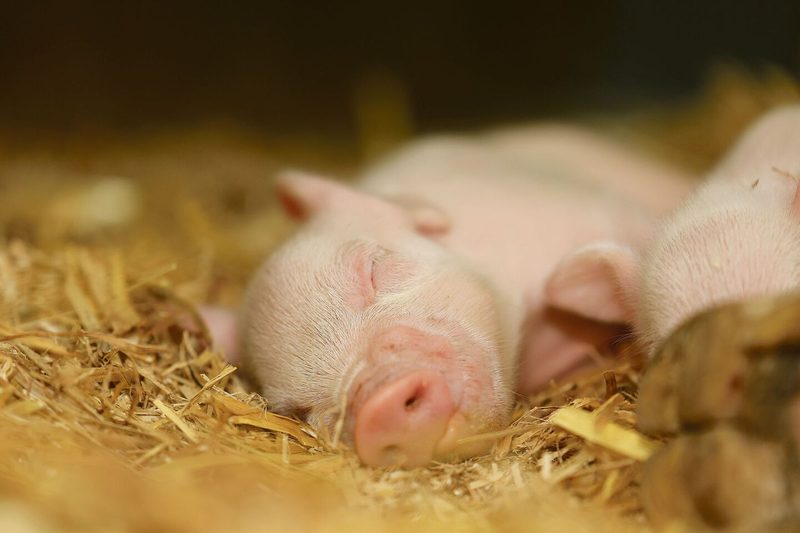 Nach wie vor kommen in den Schweizer Schweineställen zu viele Ferkel auf die Welt.