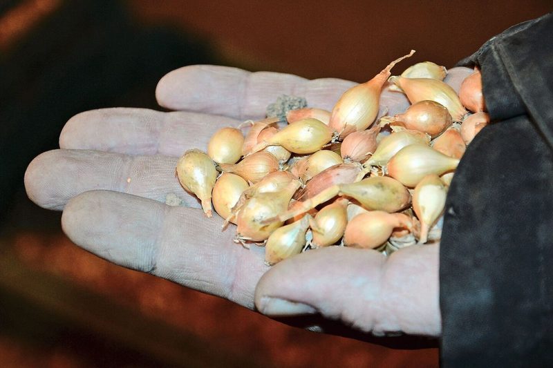 Eine Handvoll Steckzwiebeln: Die richtige Grösse ist entscheidend. Was zu gross ist, kann zu einem tieferen Preis als Saucenzwiebeln verkauft werden.