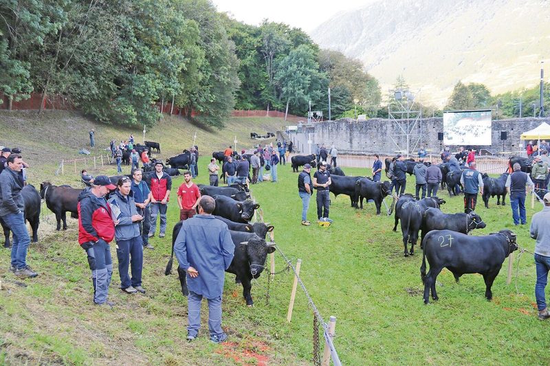 Im Laufe des frühen Vormittags belebte sich der Schauplatz mit Viehzüchtern, interessierten Liebhaberinnen von Eringern und Publikum. Im Hintergrund die Mauer des Amphitheaters.