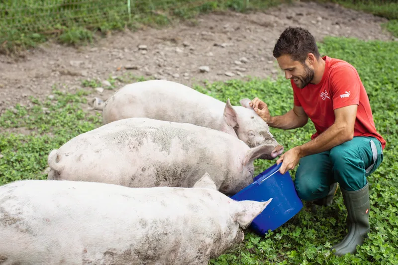 Im Herbst ist auf dem «Schlattgut» jeweils «Metzgete». Bis dann geniessen die drei Schweine von Ledergerbers das Leben auf dem Hof. Bild: Gian Vaitl