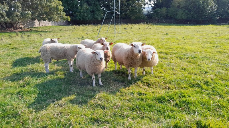 Leserreise nach Irland: Von Milch und Schafen