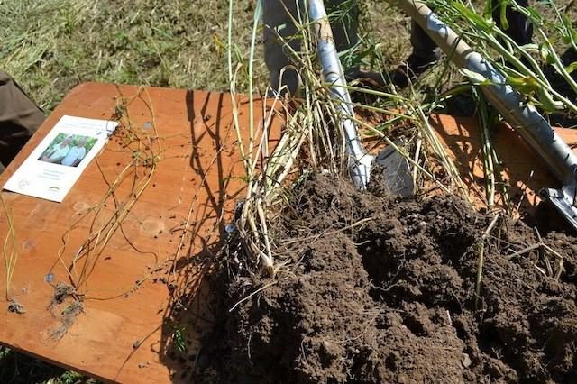 Regenerative Landwirtschaft: Bodenfruchtbarkeit als steuerfreies Kapital der Bauern aufbauen