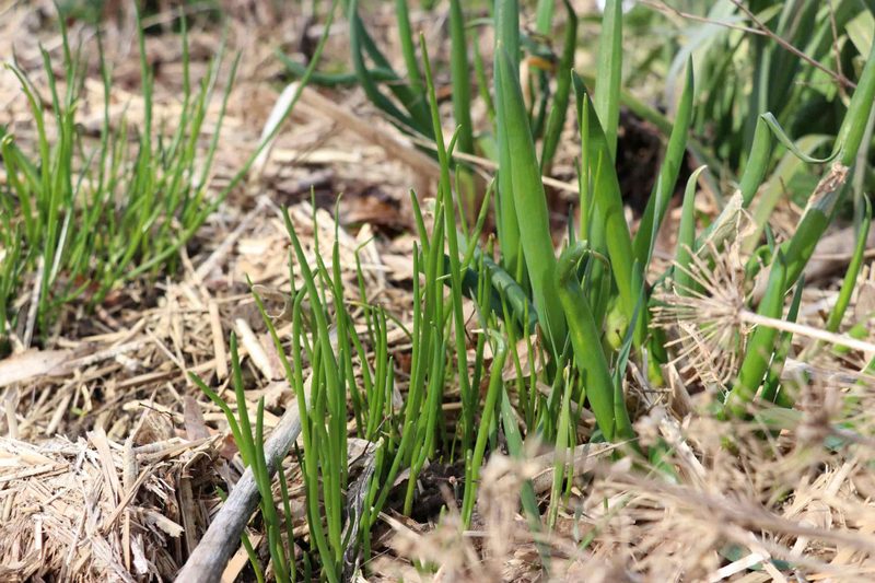 Lauchgewächse: Schon im Frühjahr voll im Saft