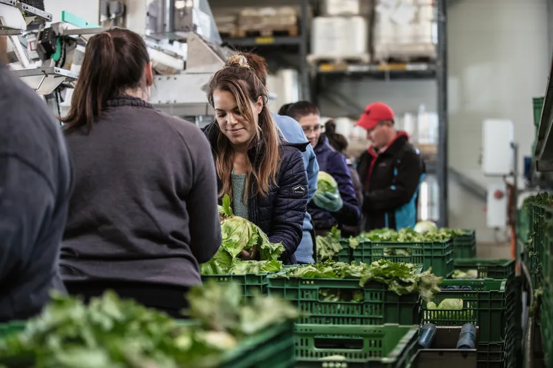 Alltag bei Gamper Gemüsekulturen in Stettfurt: Salat rüsten und waschen. Michaela Lüthi-Gamper ist gern mittendrin in ihrem Betrieb. Bild: Pia Neuenschwander