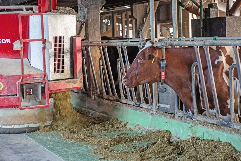 Der Mischwagen fährt zum Futtertisch und legt den Kühen ihre Ration hin.