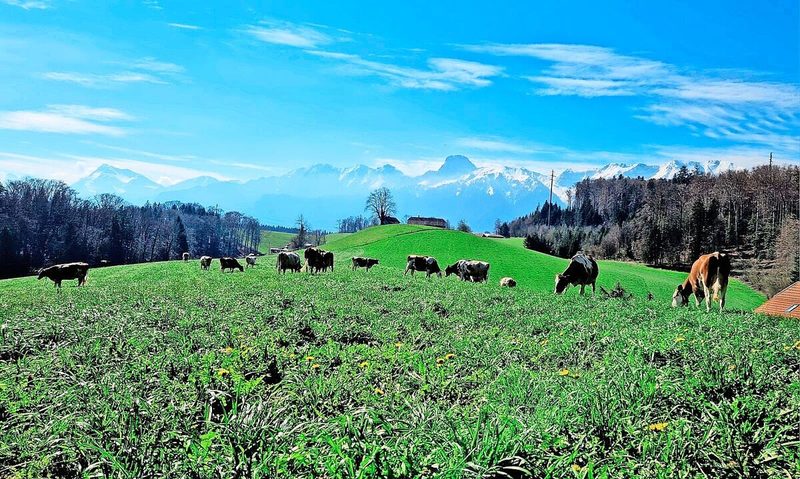 Von der Weide oberhalb des Betriebs in Gurzelen hat man eine wunderbare Bergsicht, Stockhorn inklusive.