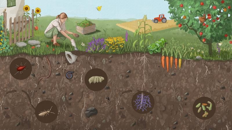 Unterhose vergraben und seinen Boden besser kennenlernen – 500 Landwirte gesucht