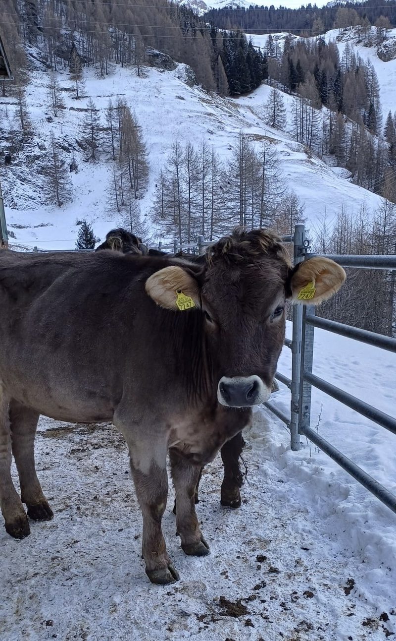 Braunvieh-Rind Monalisa: ein liebenswertes Schlitzohr im Stall