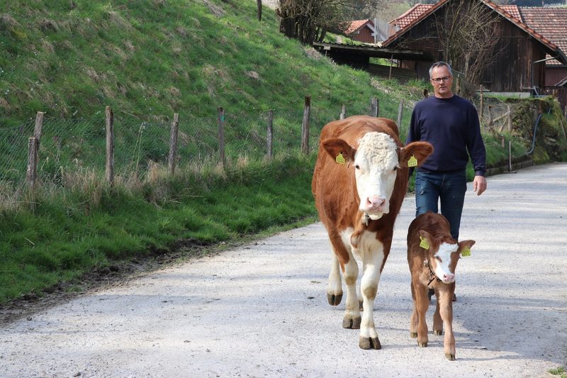 Erdbeeren und Spargeln: Warum Familie Bottlang zu 60 Prozent auf Direktvermarktung setzt