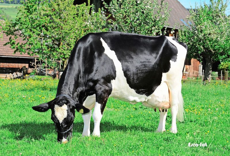 Redmaker Tigresse kam in ihrem Leben auf sagenhafte, 138 964 kg Milch mit 3, 68% Fett und 3, 46% Eiweiss.