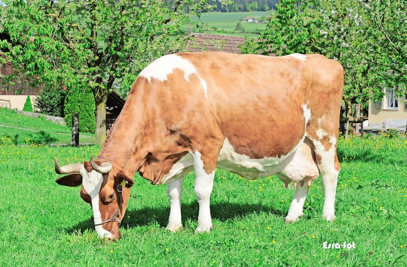Vital Nora leistete in ihrem Leben 101 288 kg Milch. Sie war ein Zwilling und ihre Mutter war eine Coeur-Tochter