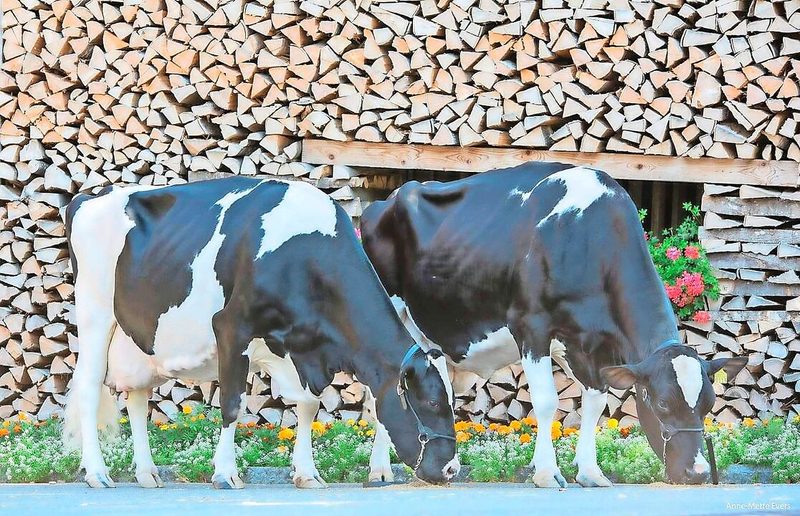 Tochter und Mutter mit je 100 000 kg Milch: Stadel Welle (l.) und Redmaker Tigresse.