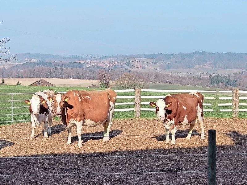 Auf dem Bild sind drei Savard-Töchter mit je 100 000 kg Milch.