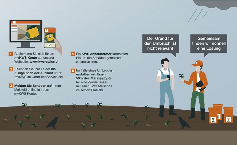 myKWS CornSeedService – Sicherheit für Ihre Maisaussaat
