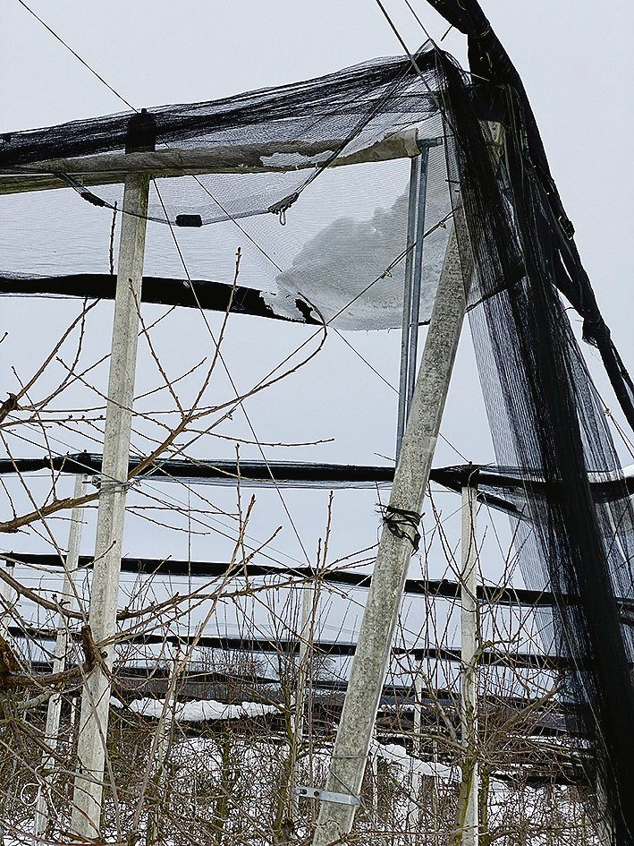 Der Schnee in solchen Säcken kann auf die Jungtriebe von Niederstamm-Obstbäumen drücken und diese schädigen.(Bild ke)