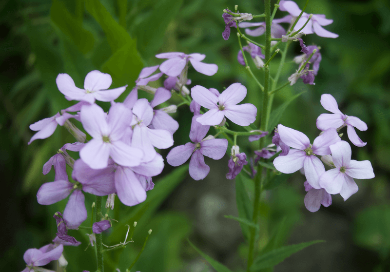 Zweijährige Blumen: Jetzt für nächsten Sommer säen