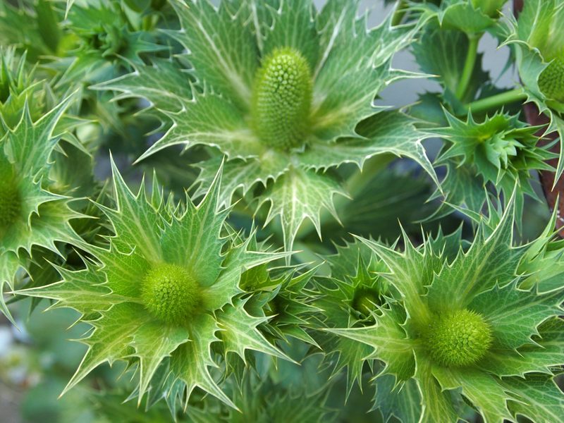 Zweijährige Blumen: Jetzt für nächsten Sommer säen