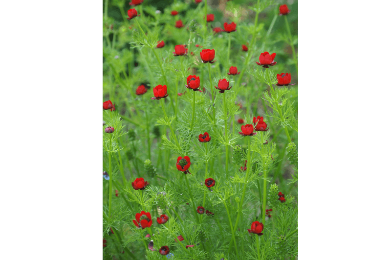 Zweijährige Blumen: Jetzt für nächsten Sommer säen