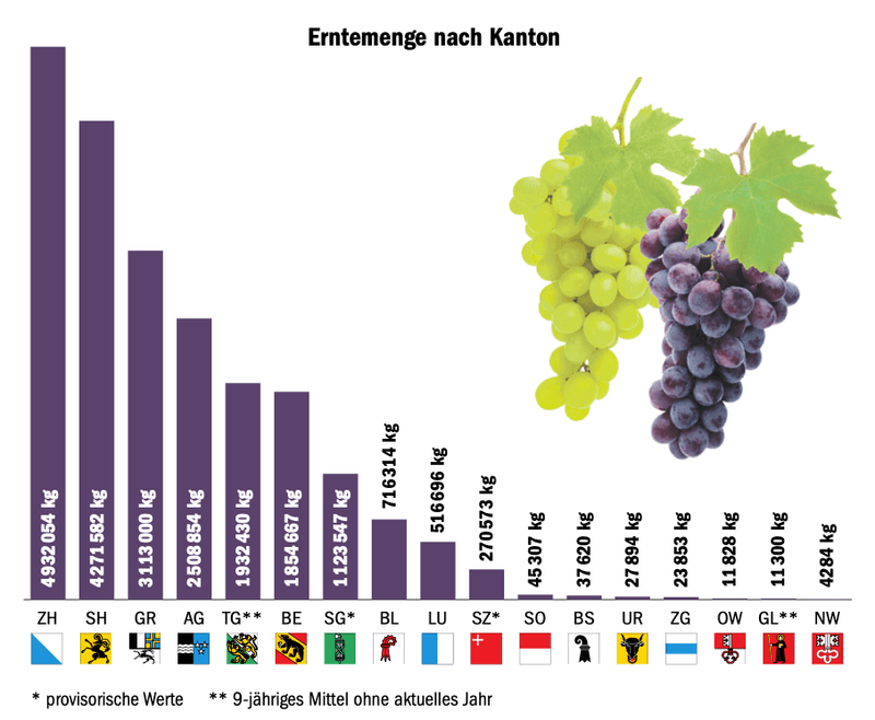 Rückblick auf ein gutes Traubenjahr
