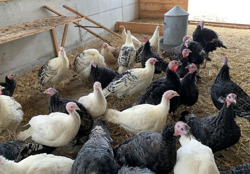 Schweizers wollen die erste Bio-Trutenzucht in der Schweiz aufbauen