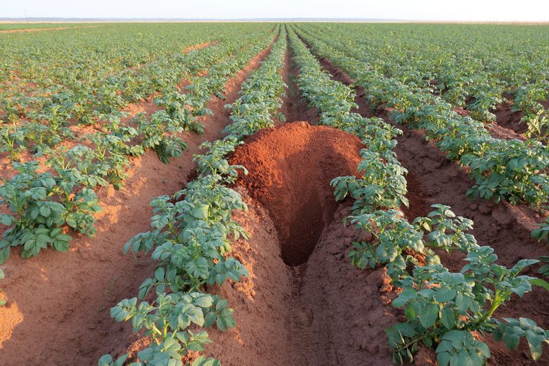 Der Schweizer Kartoffelbauer in Paraguay