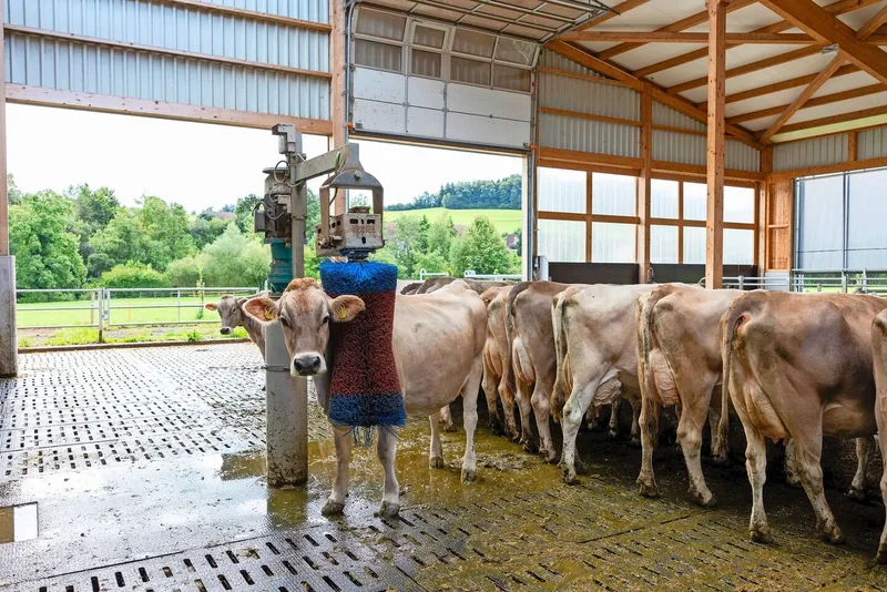 Die Tiere fühlen sich wohl im neuen Stall und halten sich gerne im Bereich unter dem offenen Dach auf.