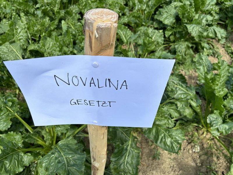 Dämme, Streifen und ein Roboter namens Helga