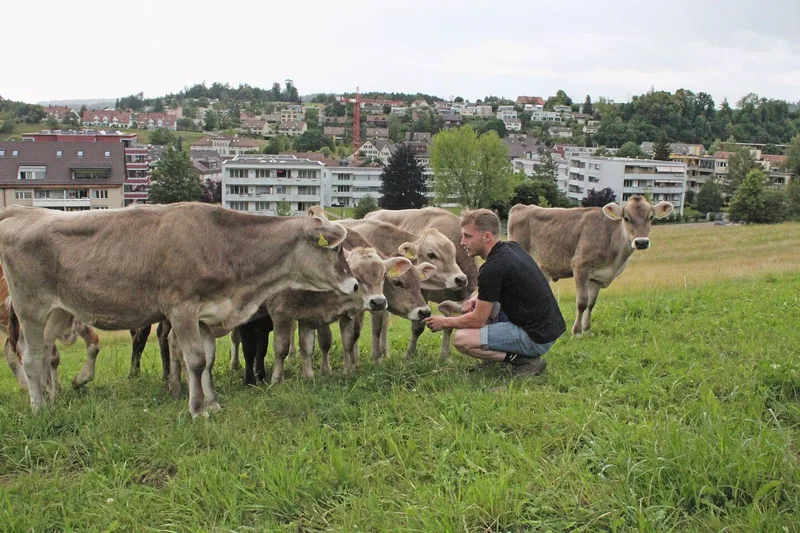 Andreas Pfister ist in der Hocke vor seinen Braunvieh-Rindern auf der Weide. Im Hintergrund sind Wohnquartiere zu sehen.