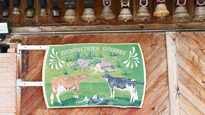 Overneys ziehen alles Jungvieh selbst auf. An einer Auktion verkauft wird nur, was nicht mehr Platz hat im Stall.
