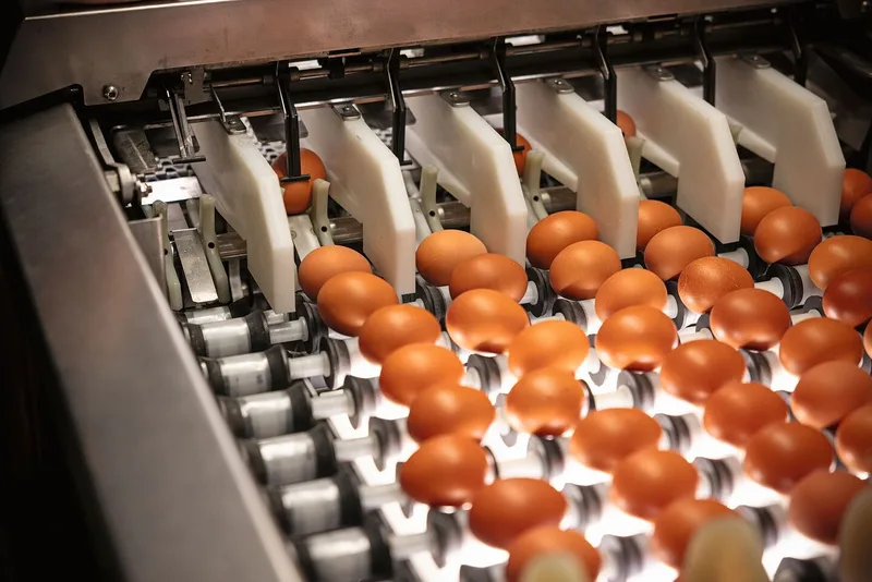 Die Eier werden nach Gewicht und Verschmutzung sortiert. Trotz viel Automatik ist auch die Kontrolle und Handarbeit unerlässlich. Normeier werden an die Firma f&f SA/AG verkauft, die restlichen Eier verkaufen Schulers direkt.