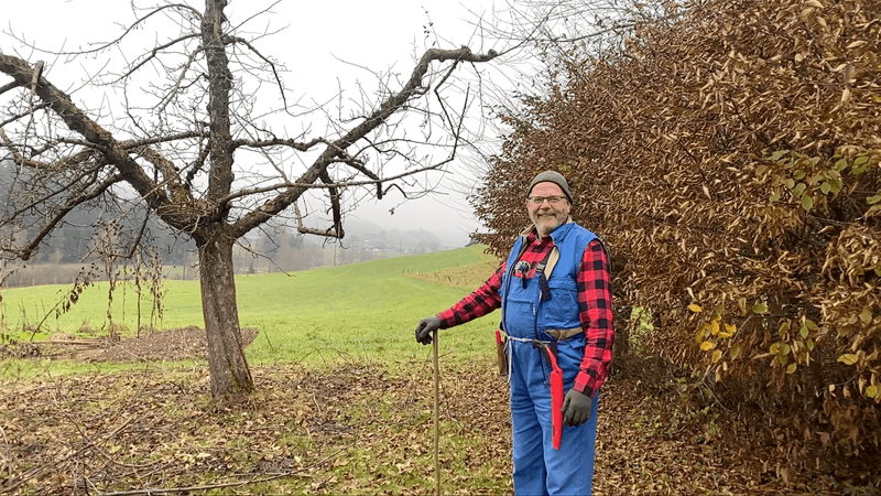 Winterschnitt bei Hochstammbäumen - so wirds gemacht