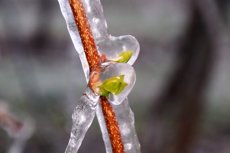 Erste kalte Nacht machte Frostbewässerung nötig