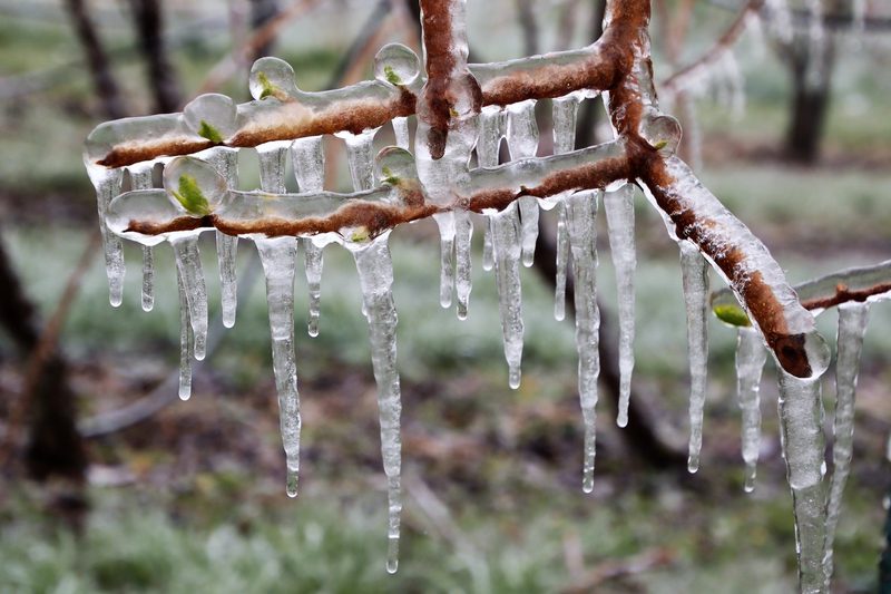 Erste kalte Nacht machte Frostbewässerung nötig