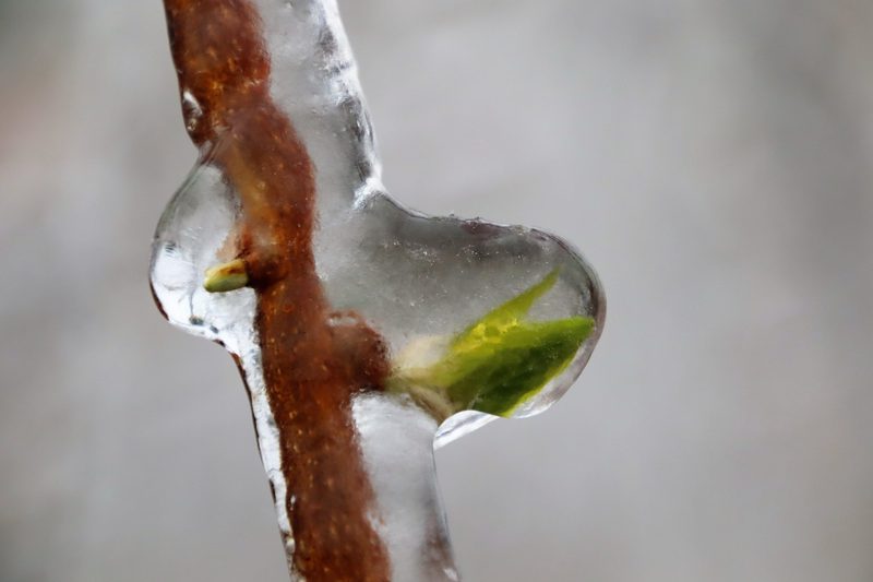 Erste kalte Nacht machte Frostbewässerung nötig