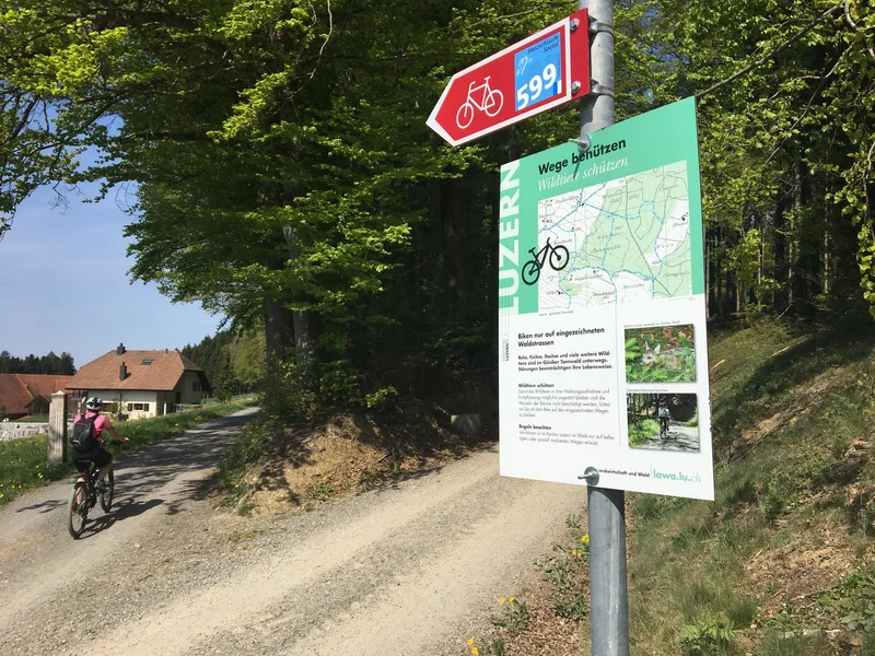 Aufforstung: Der Wald wird klimafit gemacht