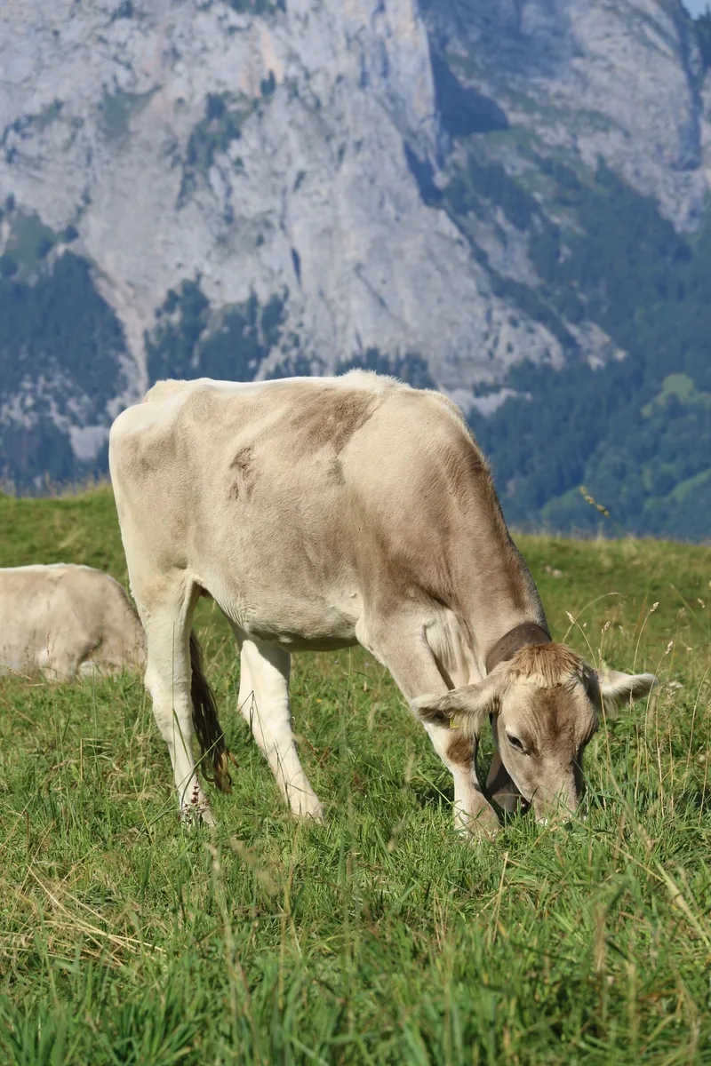 Ein guter Alpsommer geht zu Ende – Zeit, um zurückzublicken