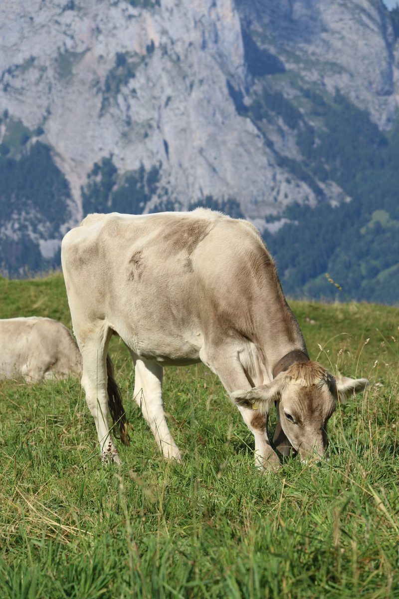 Ein guter Alpsommer geht zu Ende – Zeit, um zurückzublicken