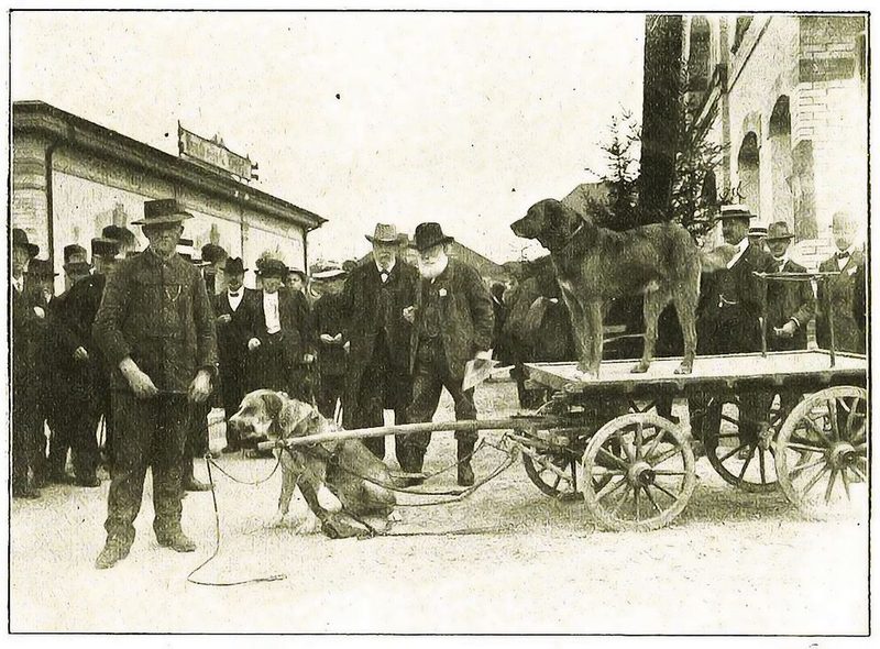 Zughundeprüfung in Langenthal 1913 mit Albert Heim (Mitte). Der auf dem Wagen stehende Prinz sprang in das bereitliegende Zuggeschirr, was als Freude an der Zugarbeit interpretiert wurde.