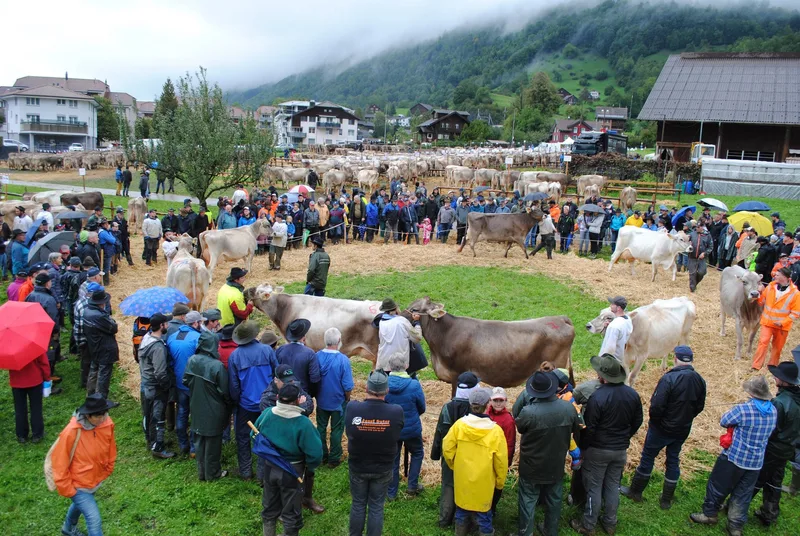 Der neue Viehschauplatz in Arth hat sich bewährt