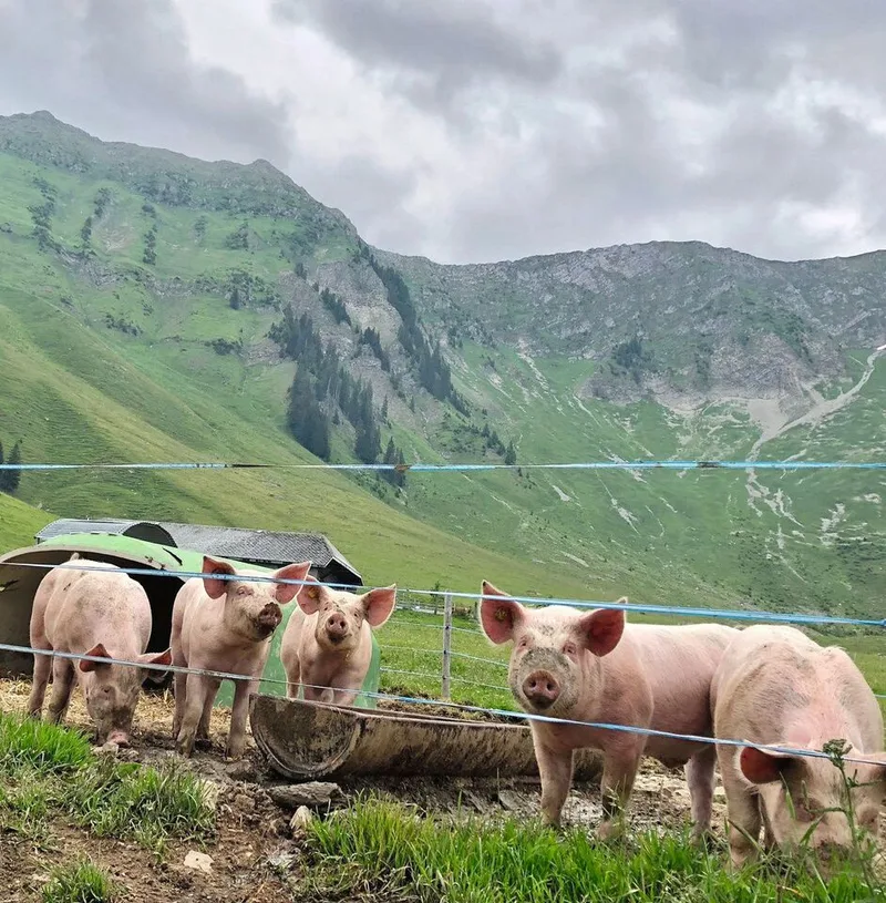 Alpschweine stehen neugierig am Zaun und beobachten.