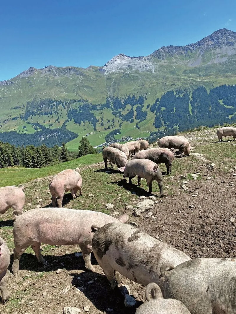 Alpschweine stehen draussen in den Bergen, mit der Schnauze am Boden.