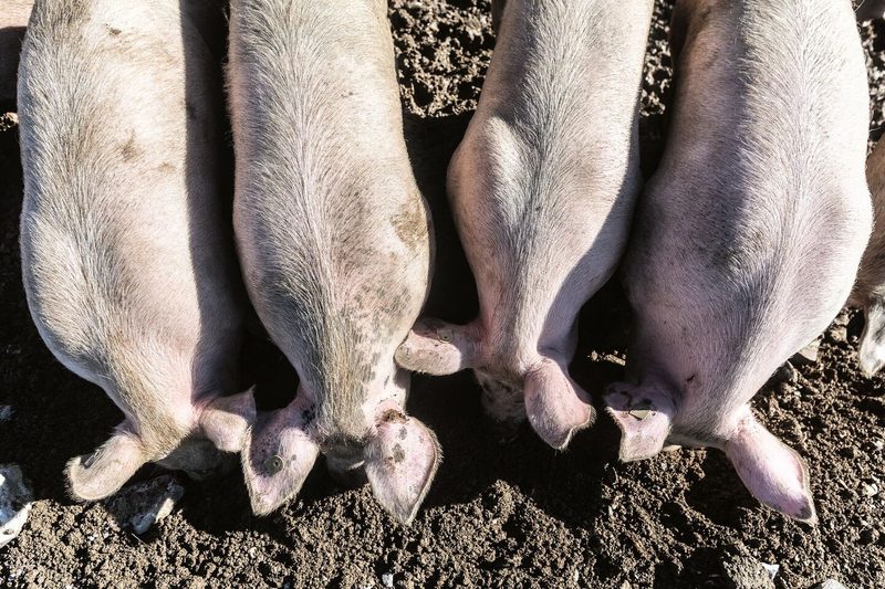 Ansicht von oben: Schweine stehen in einer Reihe, senken die Köpfe und fressen im Dreck.