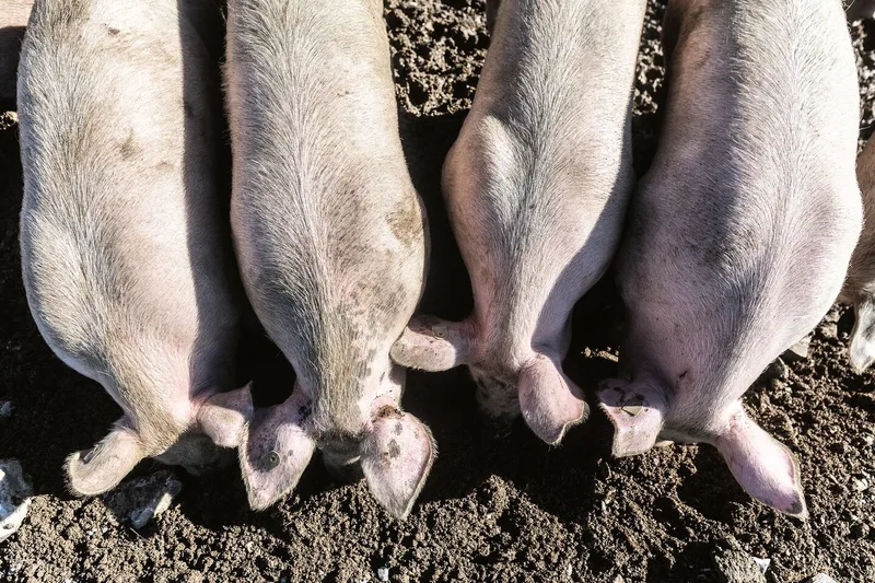 Ansicht von oben: Schweine stehen in einer Reihe, senken die Köpfe und fressen im Dreck.