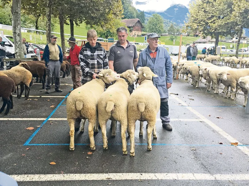 Die Gewinner des WAS-Betriebscups, die Schafe von Thomas und Sandro Ettlin aus Kerns.