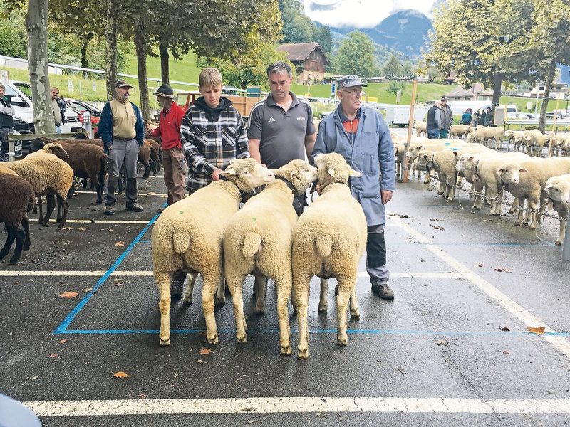 Die Gewinner des WAS-Betriebscups, die Schafe von Thomas und Sandro Ettlin aus Kerns.