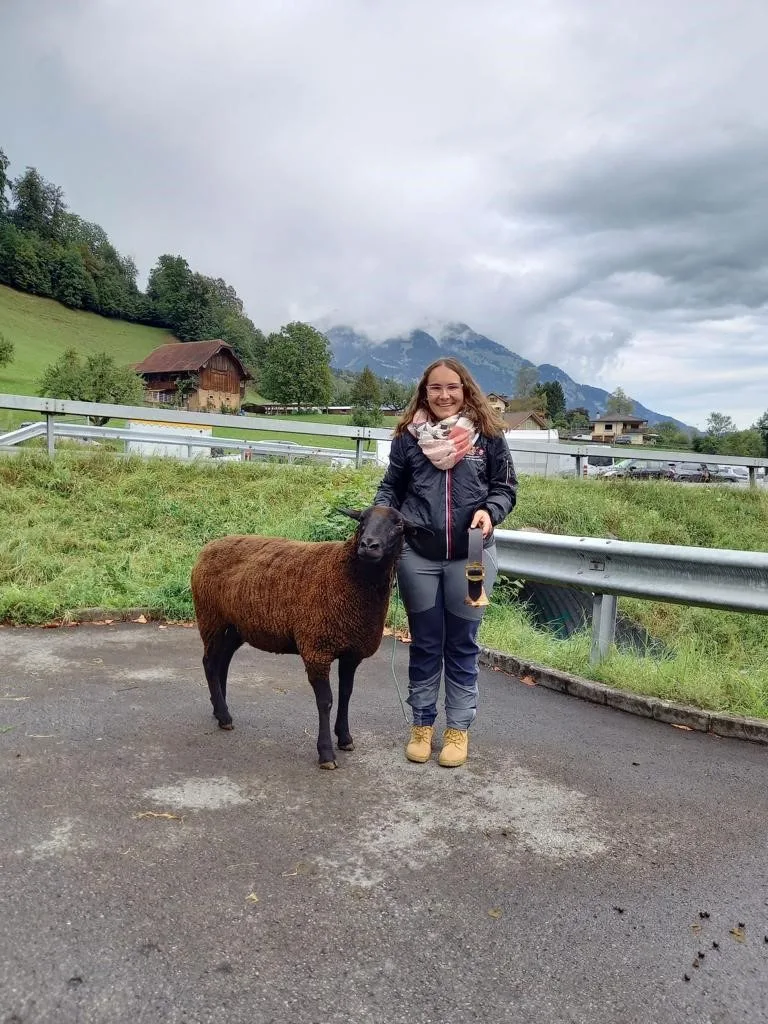 Schöne Schafe an der Obwaldner Schafausstellung