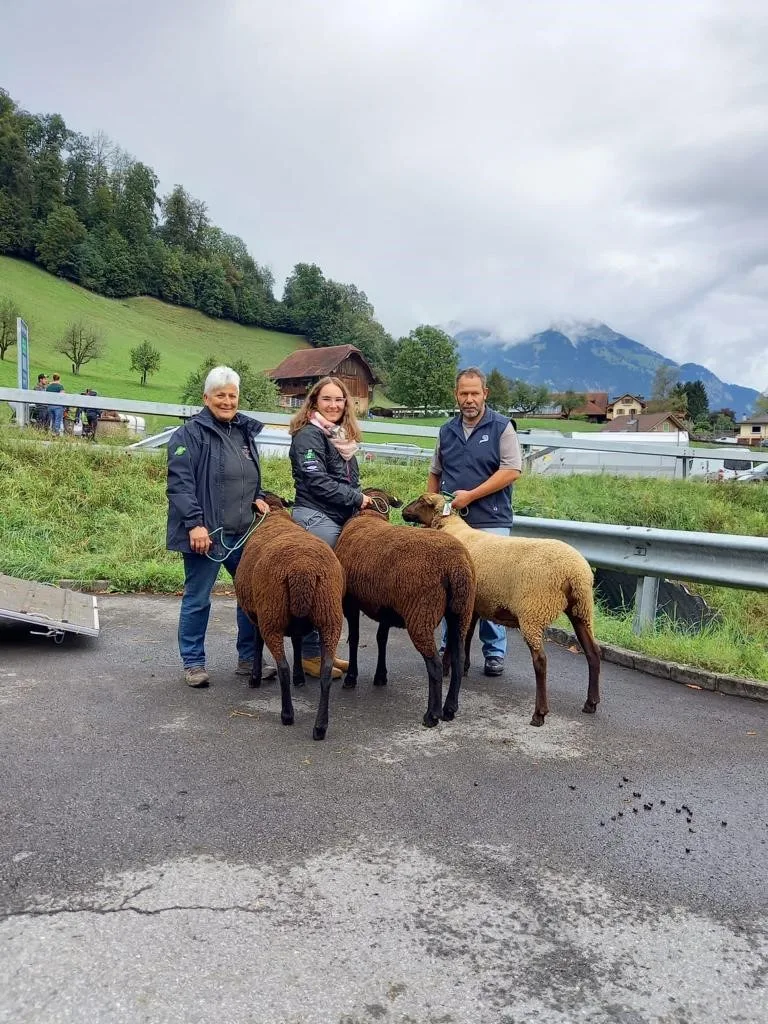 Schöne Schafe an der Obwaldner Schafausstellung