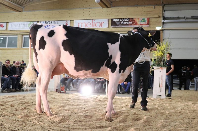 Holstein Aargau zeichnet Roman Meyer als Züchter des Jahres aus