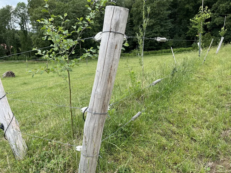 Bäume und Keylines: So wollen zwei Solothurner Bauern ihr Wasser «verlangsamen»